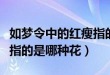 如梦令中的红瘦指的是什么（如梦令中的红瘦指的是哪种花）