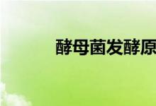 酵母菌发酵原理（酵母菌发酵）
