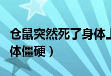 仓鼠突然死了身体上还有血（仓鼠突然死了身体僵硬）